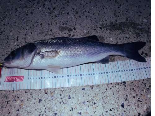 bass lure fishing uk